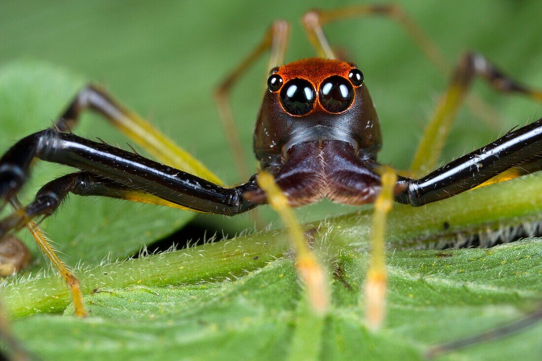 Jumping spider Salticidae. Image taken at Kampung Satau, Malaysia.