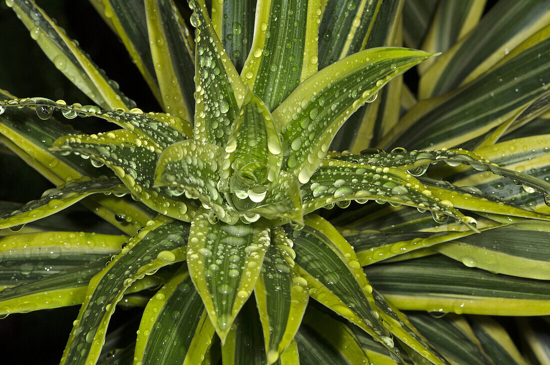 Green leaves. Image taken at MBKS Botanical Garden, Kuching, Sarawak, Malaysia.