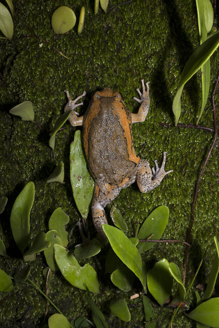 Toad. Image taken at MKS Botanical Garden, Kuching, Sarawak, Malaysia.