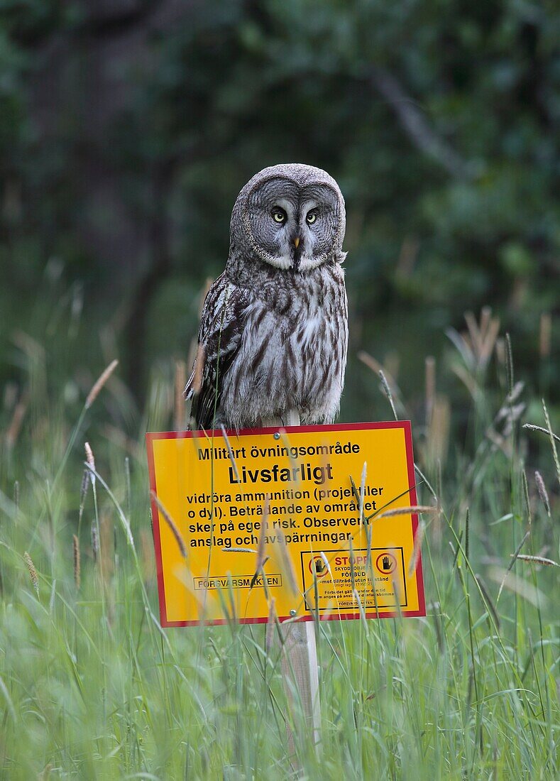 Great Grey Owl, Strix nebulosa, Botkyrka, Sweden.