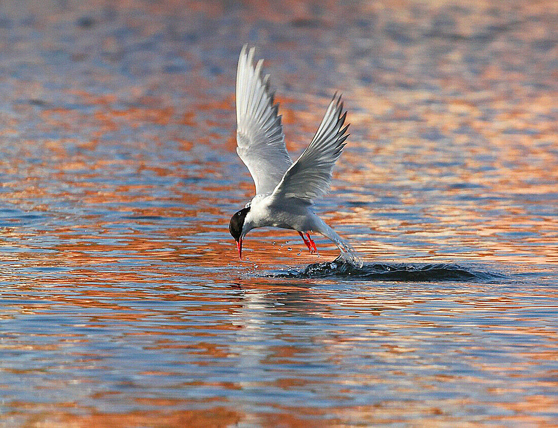 Arctic tern, Sterna paradisaea.