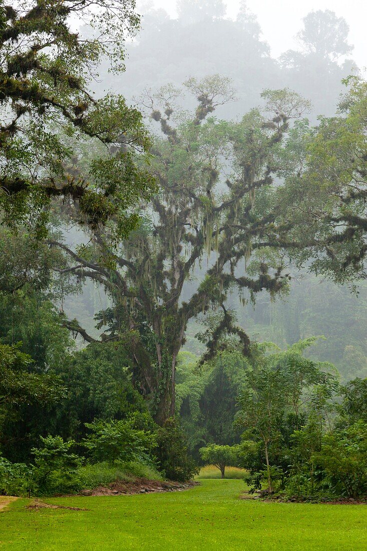 'Totonaca ruins named: ''El Huajilote'', near Filobobos River, Veracruz, Mexico.'