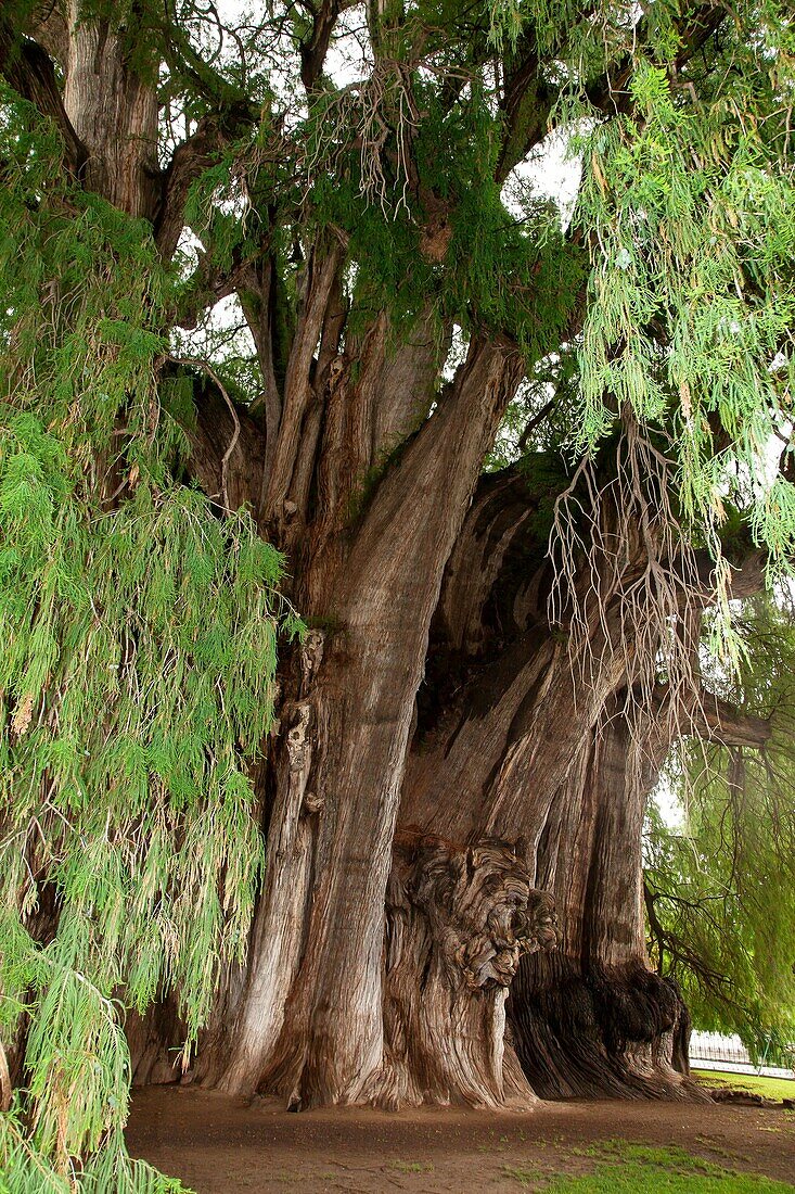 Tule Tree at Oaxaca, Mexico: The biggest tree of the world.