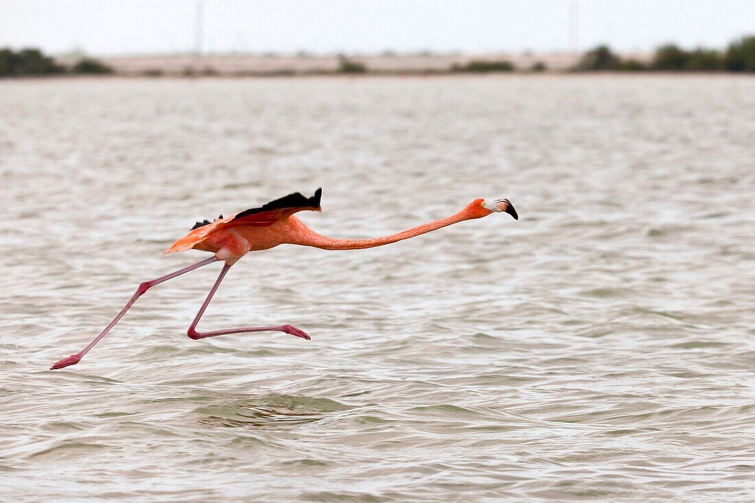 Flamingos at Rio Lagartos Natural Park: A place to watch wildlife and flamingos, Yucatan, Mexico.