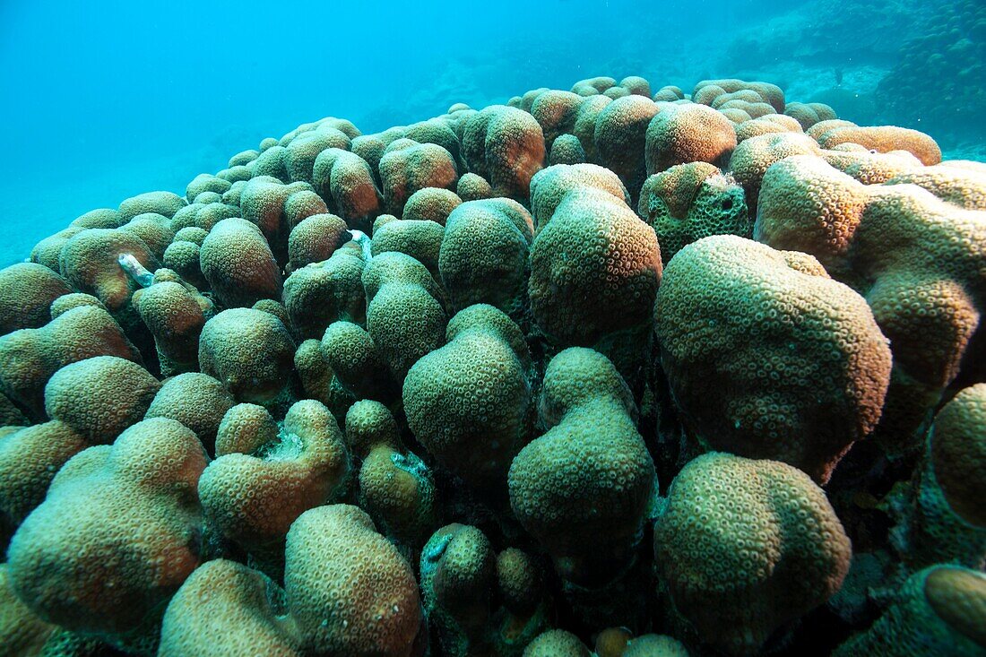 Green Cactus Corals at Veracruz coral reefs, Mexico.