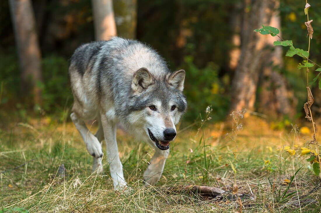 Gray wolf Canis lupus in the forest, captive, Montana, USA