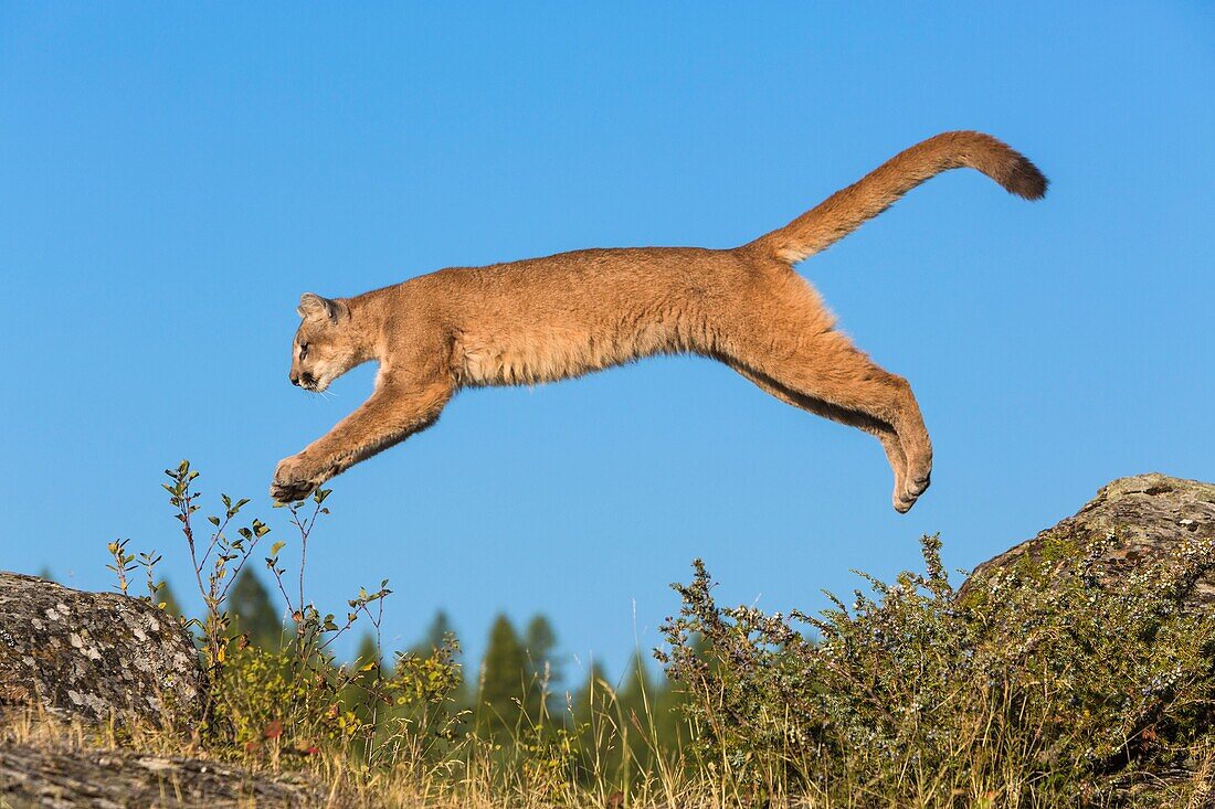 Adult mountain lion (Puma concolor) jumping from a rock, captive, Montana, USA