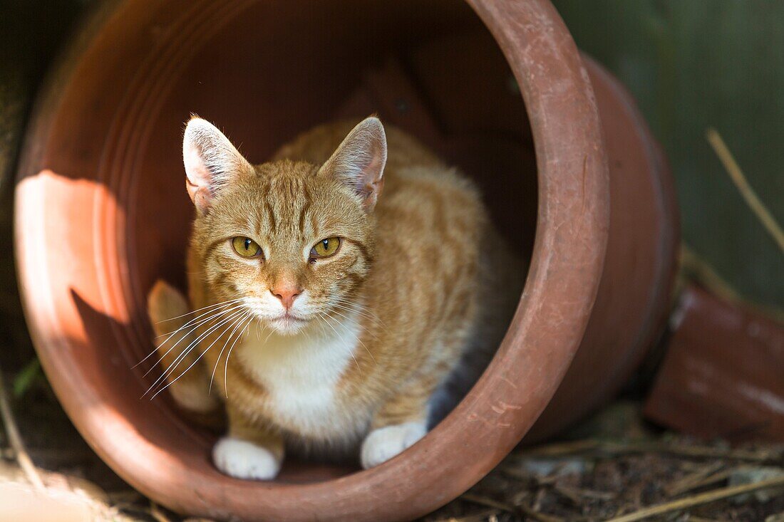 Single cat (Felis catus) looking out of a flower pot, Germany, Europe
