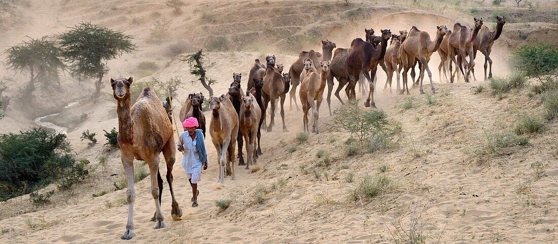 India, Rajasthan, On the way to Pushkar camel fair.