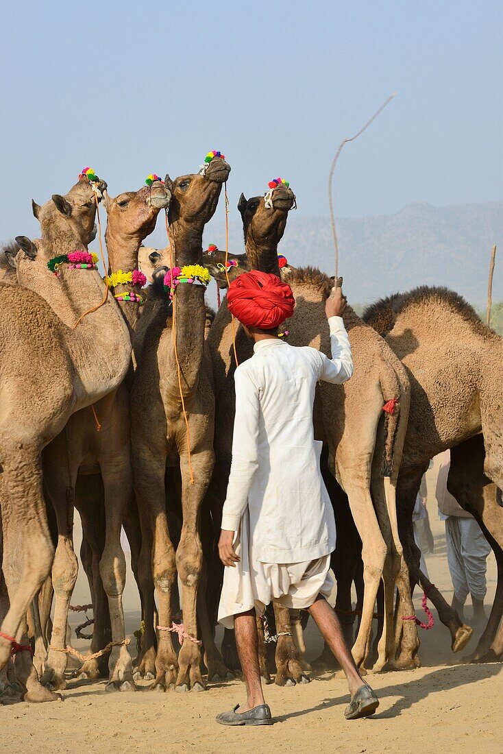India, Rajasthan, Pushkar camel fair, Leading the camels to the trough.