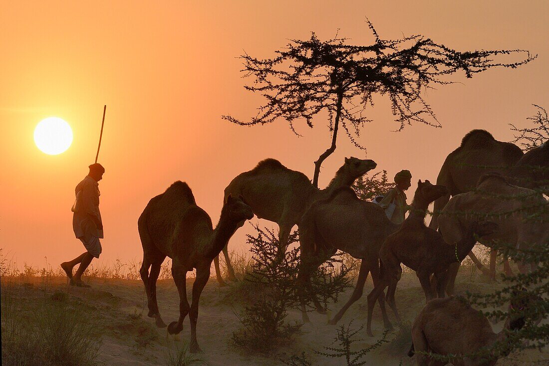 India, Rajasthan, On the way to Pushkar camel fair.