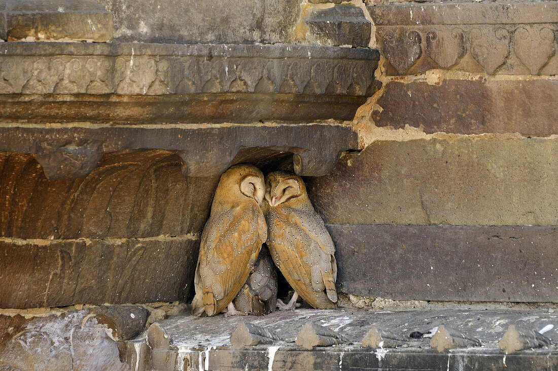India, Uttar Pradesh, Varanasi, Sleeping owls.