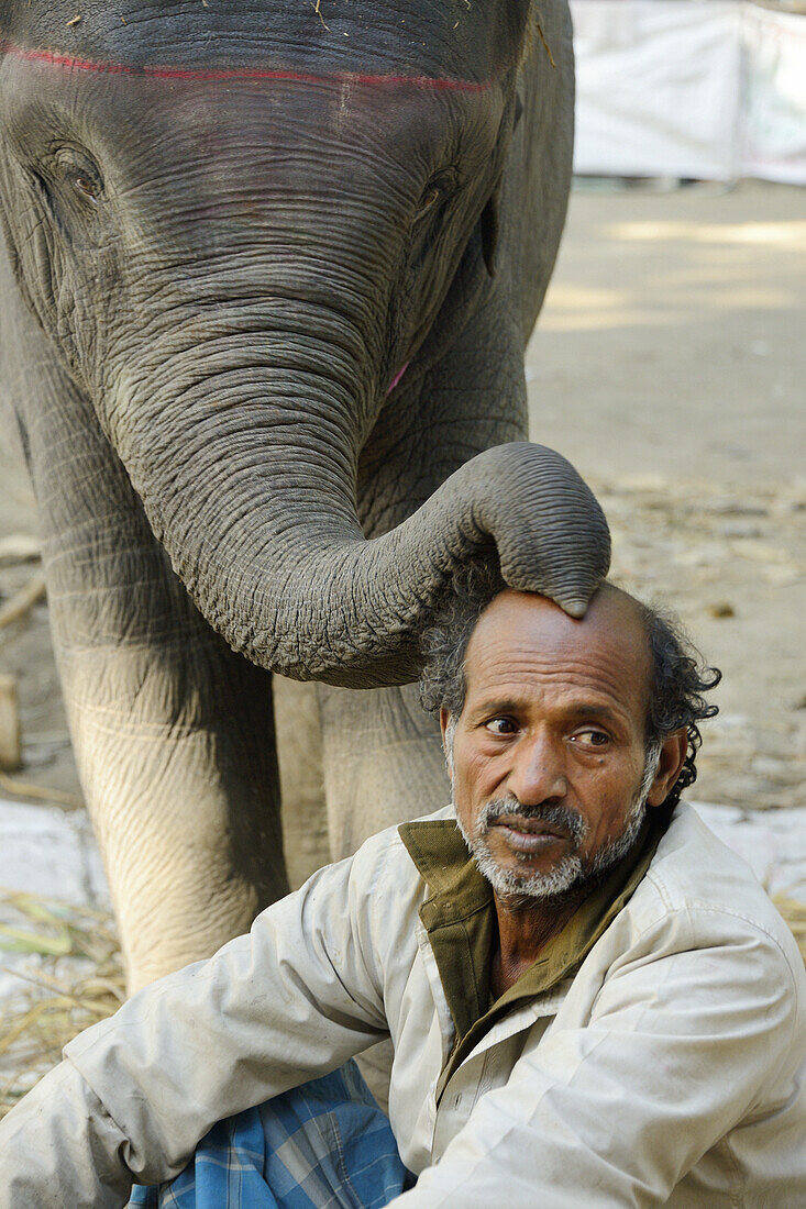 India, Bihar, Patna region, Sonepur livestock fair, Friendly baby elephant and mahout.