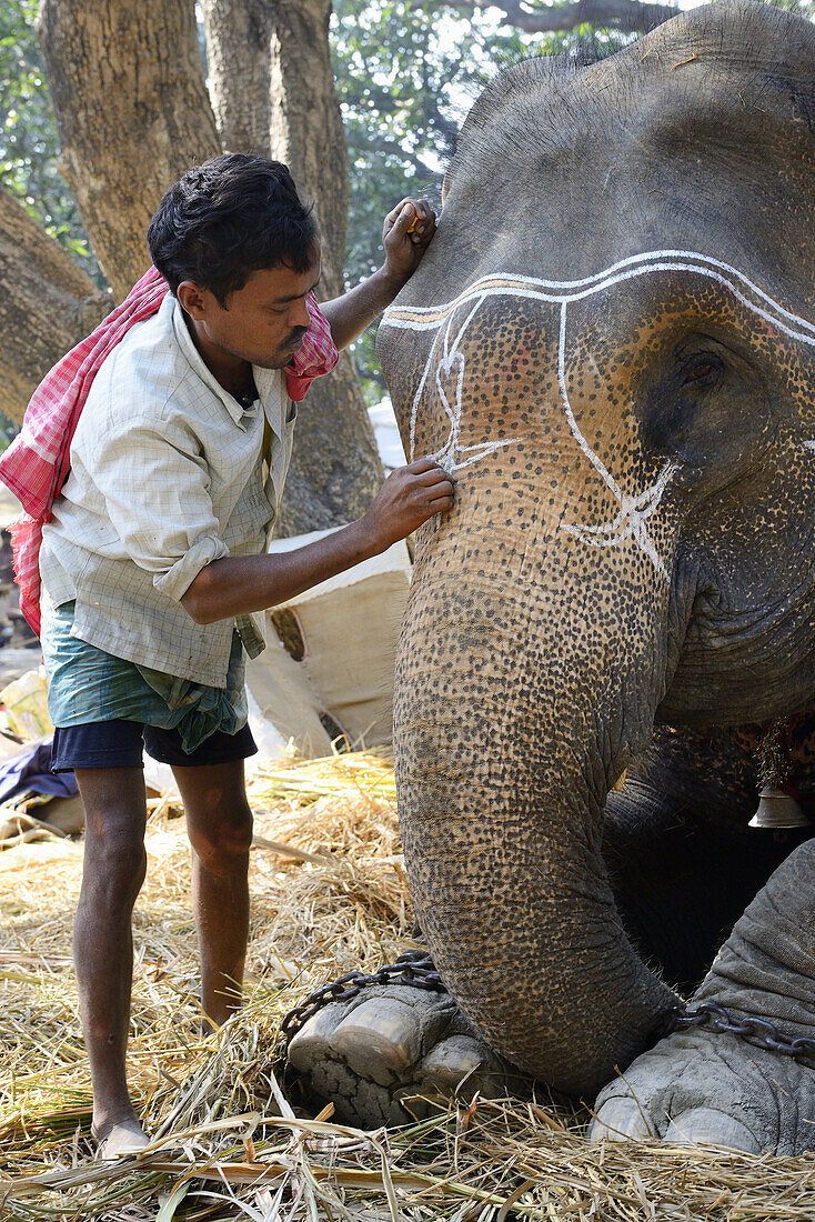 India, Bihar, Patna region, Sonepur livestock fair, Mahout applying make up to his elephant.