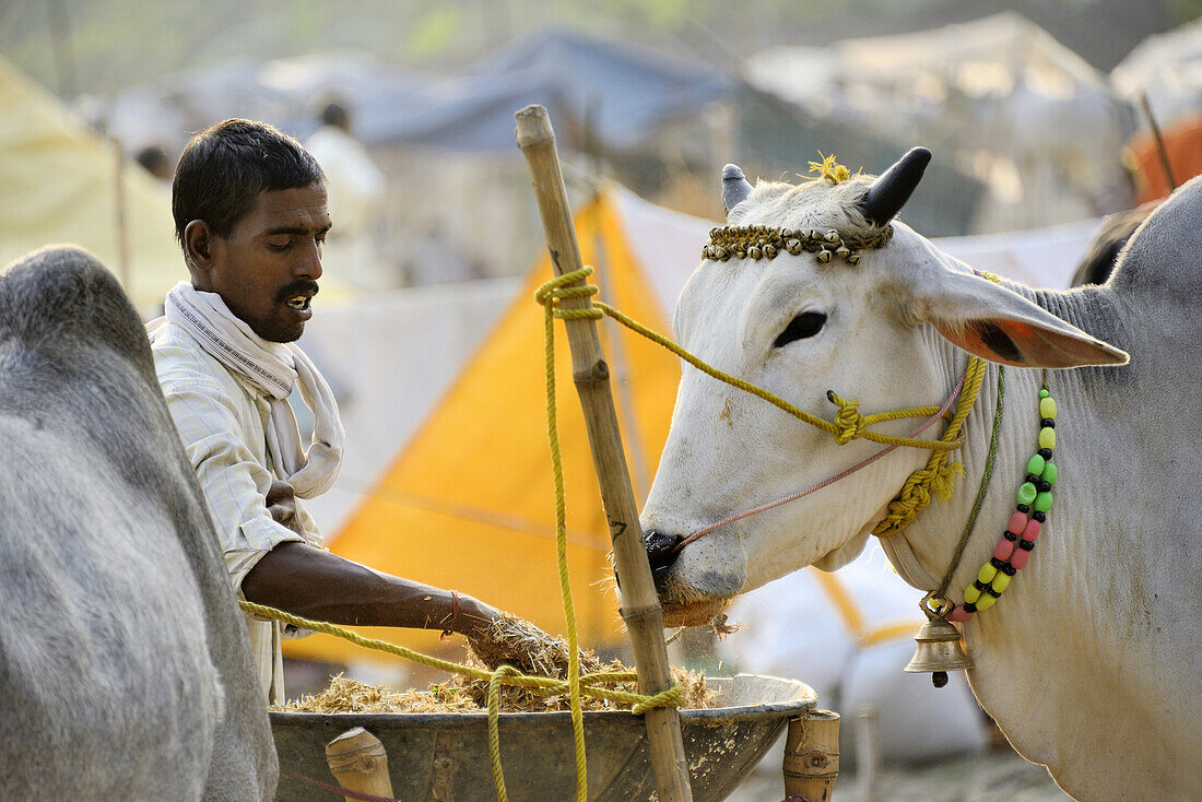 India, Bihar, Patna region, Sonepur livestock fair, Cattle market, Cow feeding.