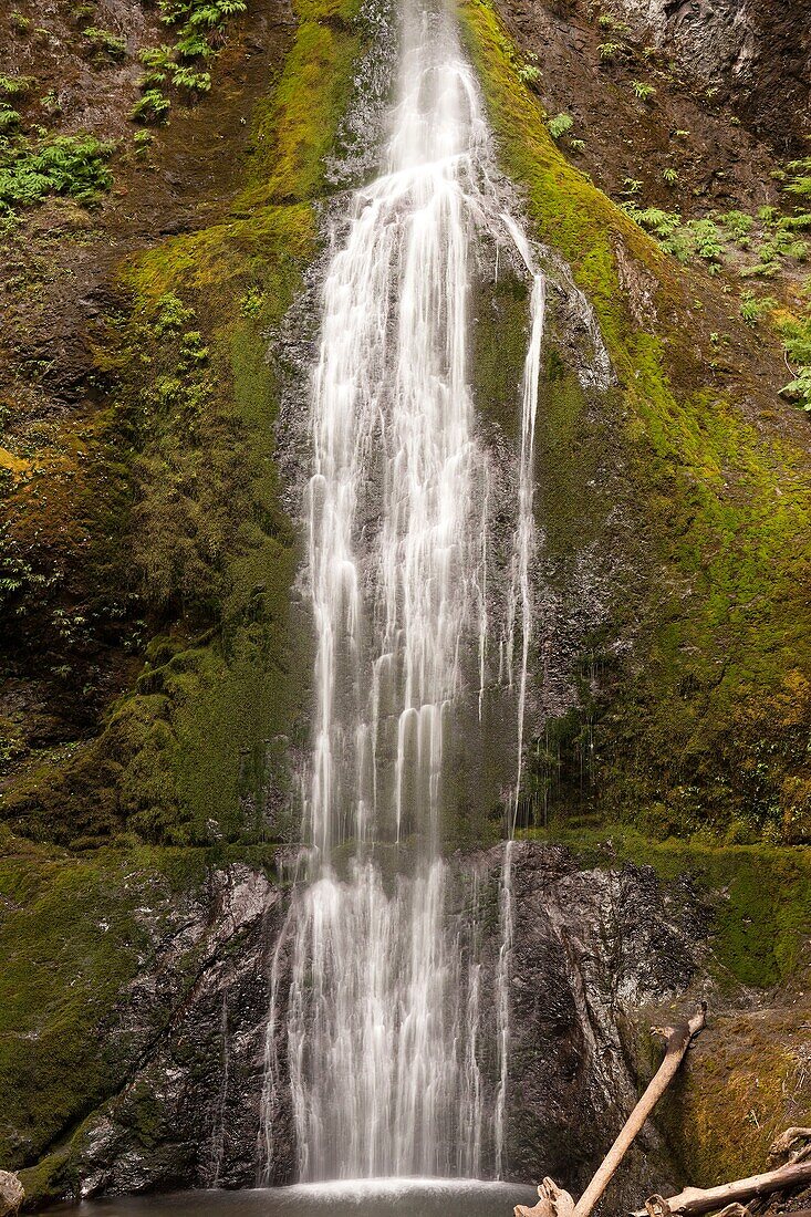 Marymere Falls along the waterfall route in the Olympic National Park.