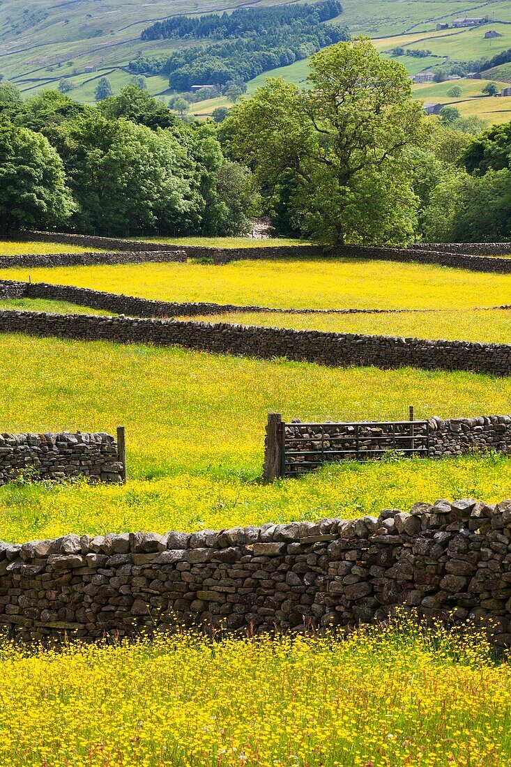 Dry Stone Walls and Buttercup Meadows at Muker Swaledale Yorkshire Dales England.