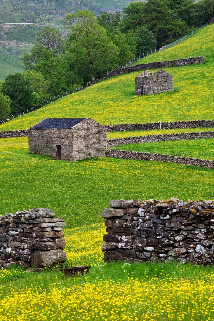 Barns in Buttercup Meadows at Keld Swaledale Yorkshire Dales England.