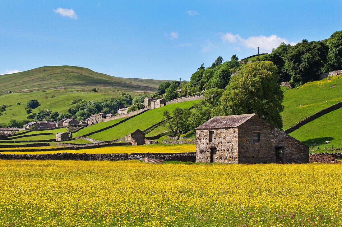 Barn and Buttercup Meadows at Gunnerside in Swaledale Yorkshire Dales England.