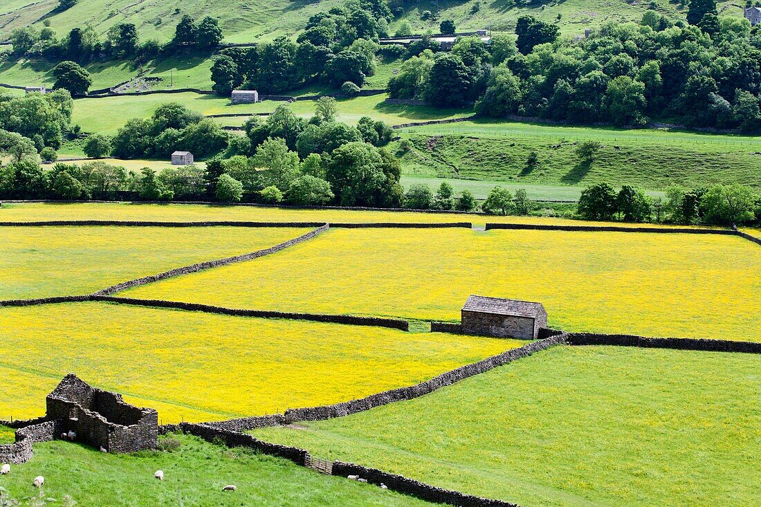 Barns and Dry Stone Walls in Meadows at Gunnerside Swaldele Yorkshire Dales England.