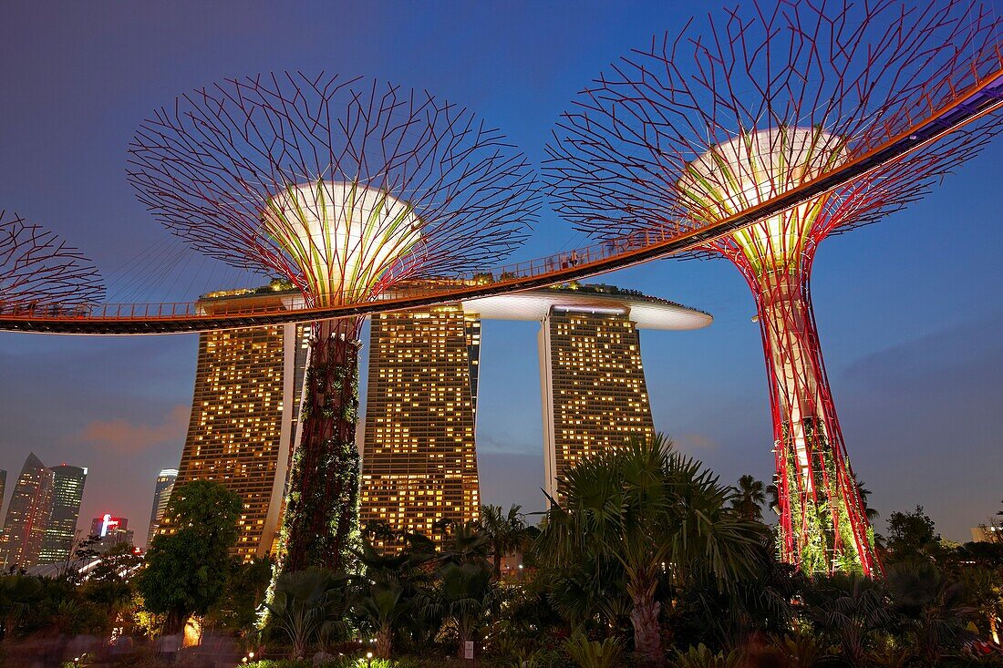 Supertree Grove at Gardens by the Bay, Singapore.