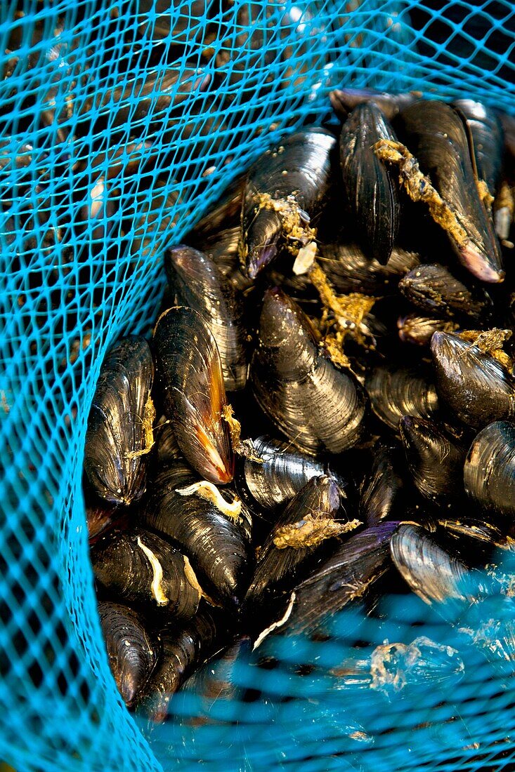 Production of oysters in Etang de Diane, the east coast of Corsica, France, Europe.