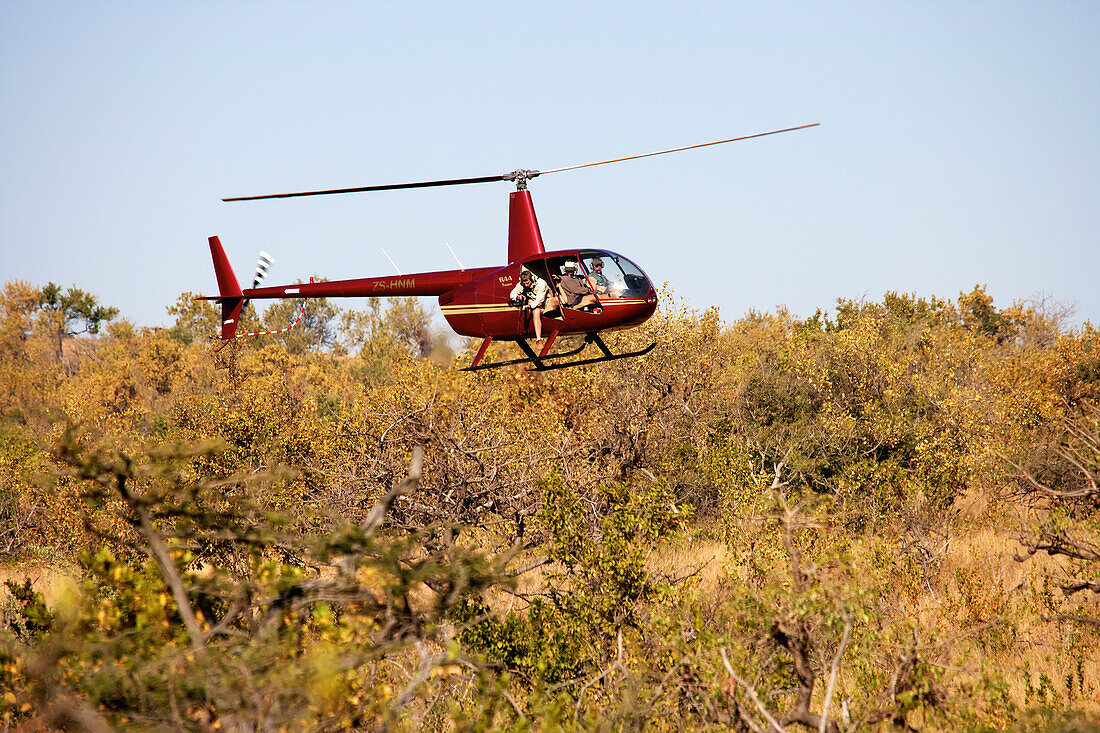 'Veterinarian shooting a dart into a rhinoceros from a helicopter, rhino notching in Phinda Private Game Reserve; South Africa'