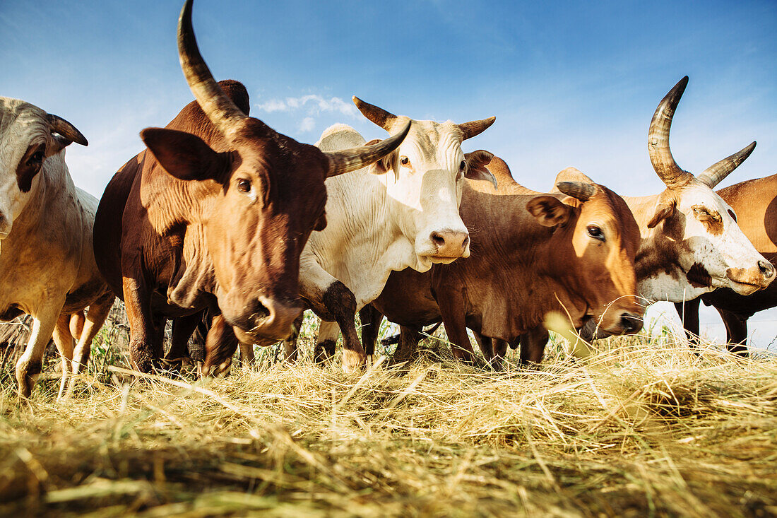 'Herded cattle in the Western highlands; Ethiopia'