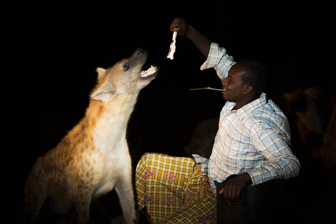 'Hyenas are fed nightly by hand just outside the old city walls; Harar, Ethiopia'