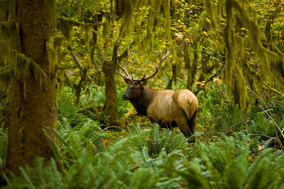 'Bull Roosevelt elk (Cervus canadensis roosevelti) framed by rainforest foliage; Washington, United States of America'