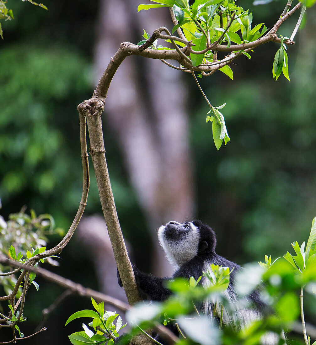 'Colobus monkey family hang in the trees in Arusha National Park; Arusha, Tanzania'