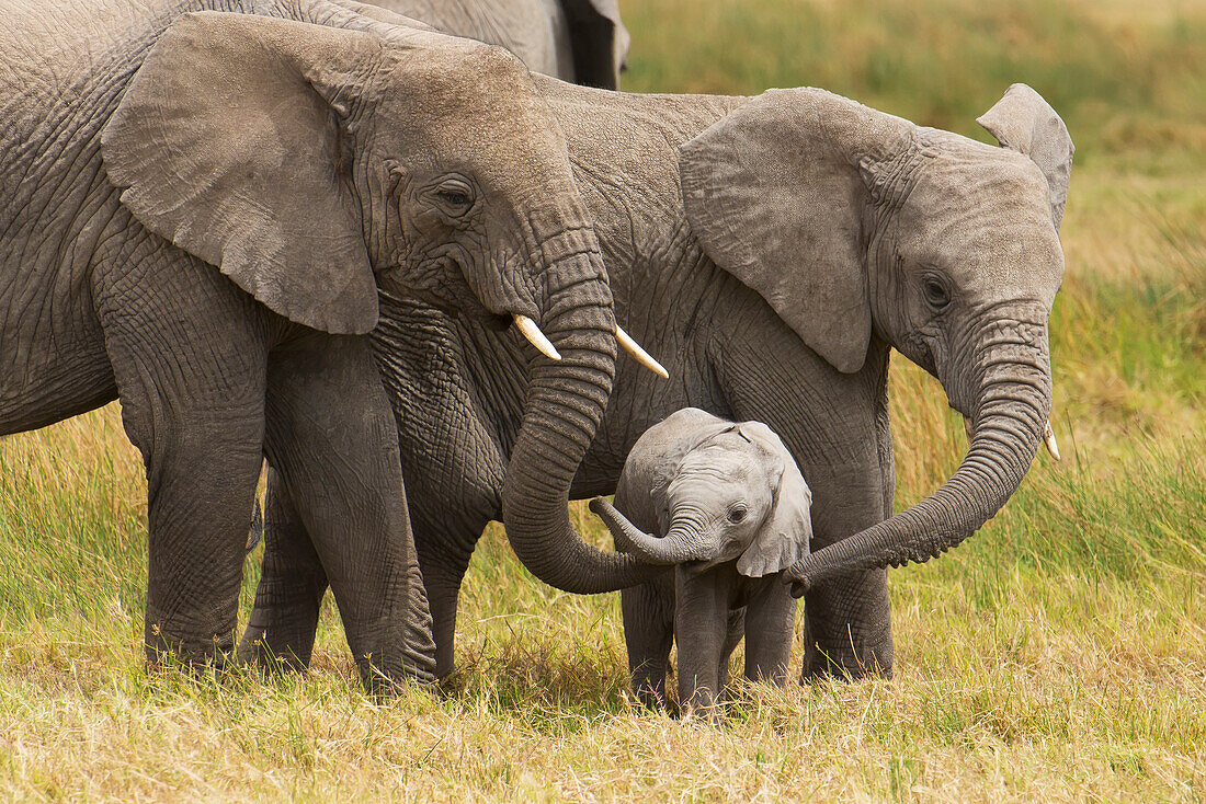 'African elephants walking with their young on the serengeti; Tanzania'