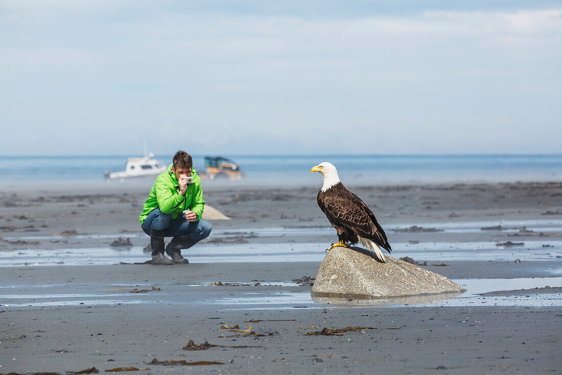 Man photographs a Bald Eagle perched on a rock, Bishop's Beach, Anchor Point, Southcentral Alaska, USA