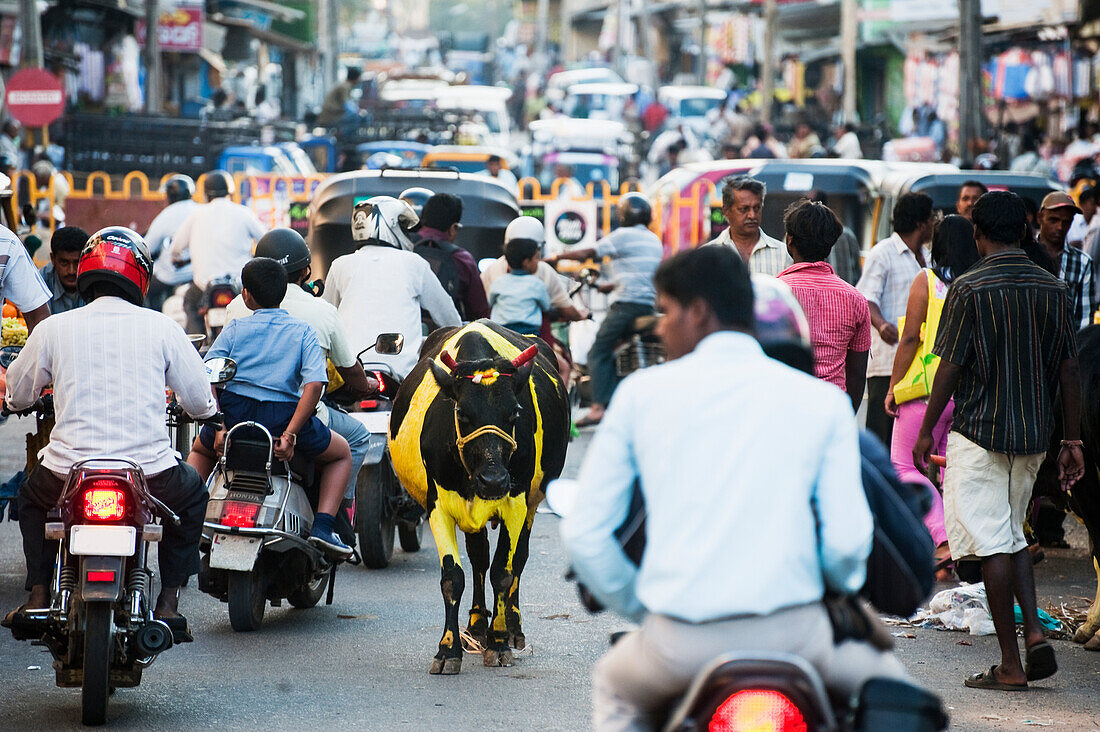 'Busy street with motorcycles, pedestrians and animals; Mysore, India'