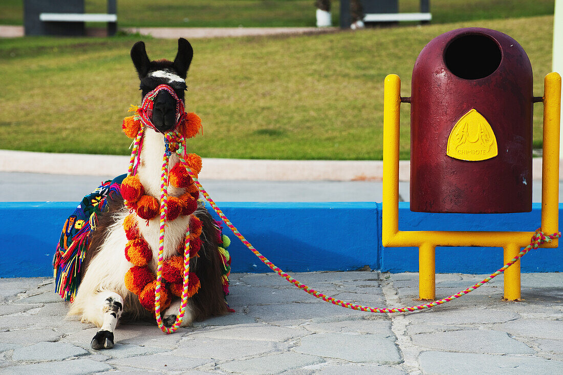 'Llama dressed in decorative blanket and pompoms sitting tethered; Chimbote, Peru'