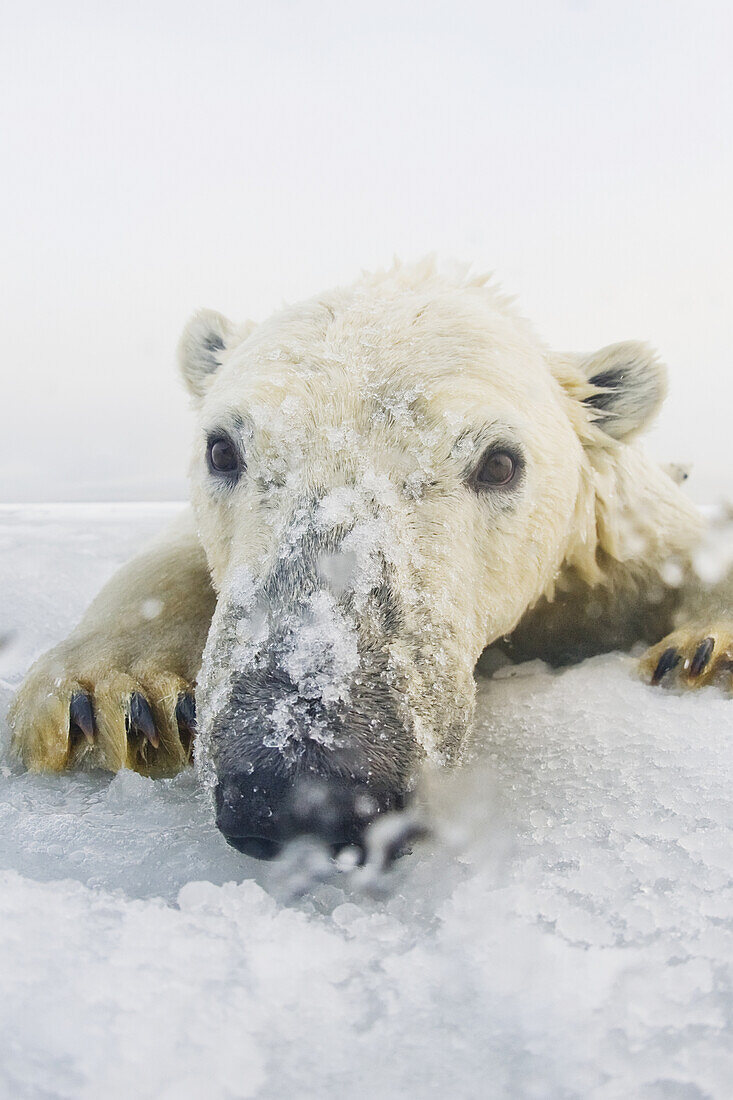 Polar bear (Ursus maritimus), curious yearling emerges from newly forming pack ice during fall freeze up, Beaufort Sea, off the 1002 area of the Arctic National Wildlife Refuge, North Slope, Alaska