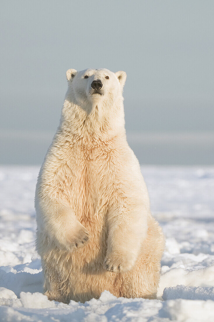 Polar bear (Ursus maritimus), sow sits up on her hindlegs to get a better look at what is in front of her, from newly forming pack ice during fall freeze up, Beaufort Sea, off the 1002 area of the Arctic National Wildlife Refuge, North Slope, Alaska