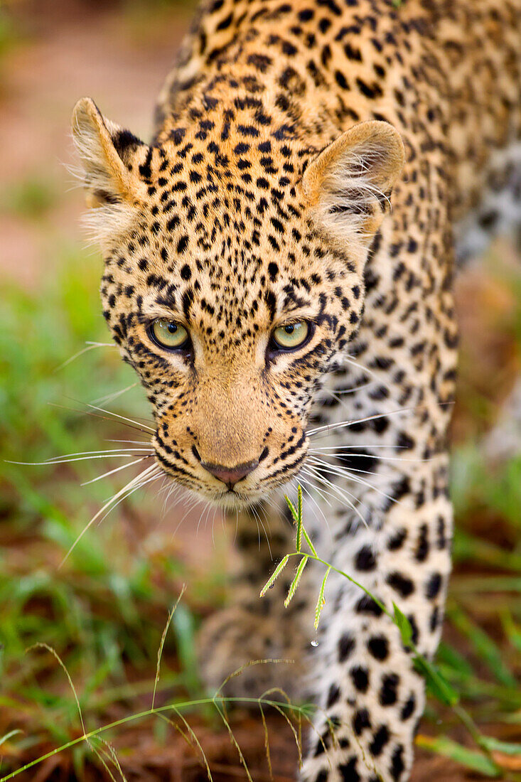 'Leopard walking towards camera with piercing eyes, gomo gomo game lodge; South Africa'