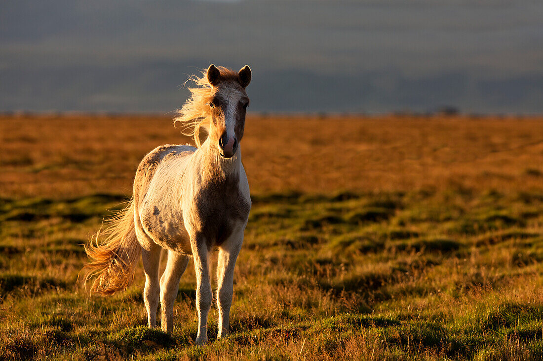 Icelandic horse with wind blowing it's mane at sunset: Iceland