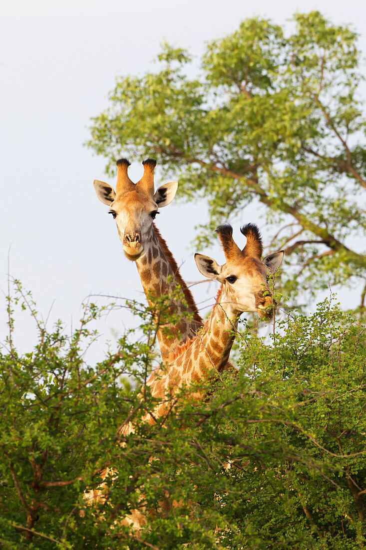 'Giraffes at Gomo Gomo game lodge; South Africa'
