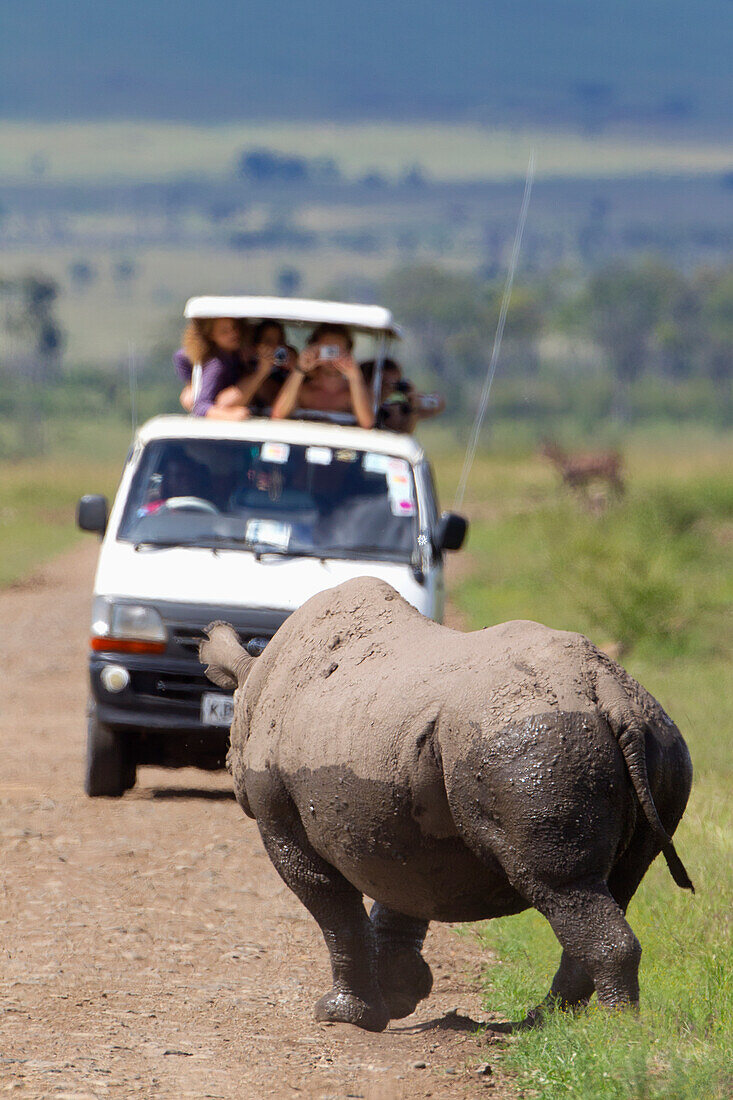 'Rare Black Rhinoceros or Hook-lipped Rhinoceros (Diceros bicornis) posing for a van of tourists just after bathing in watering hole at serengeti plains; Kenya'