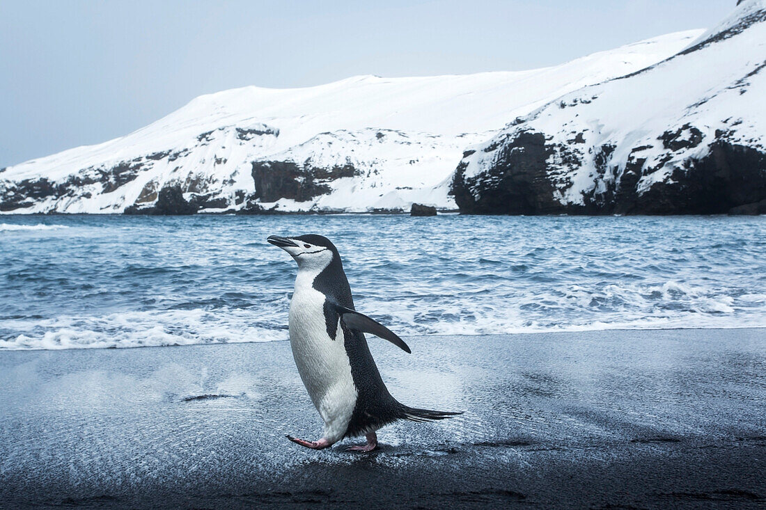 Antarctica, South Shetland Islands, Chinstrap Penguin (Pygoscelis antarcticus) walking on black volcanic beach on Deception Island