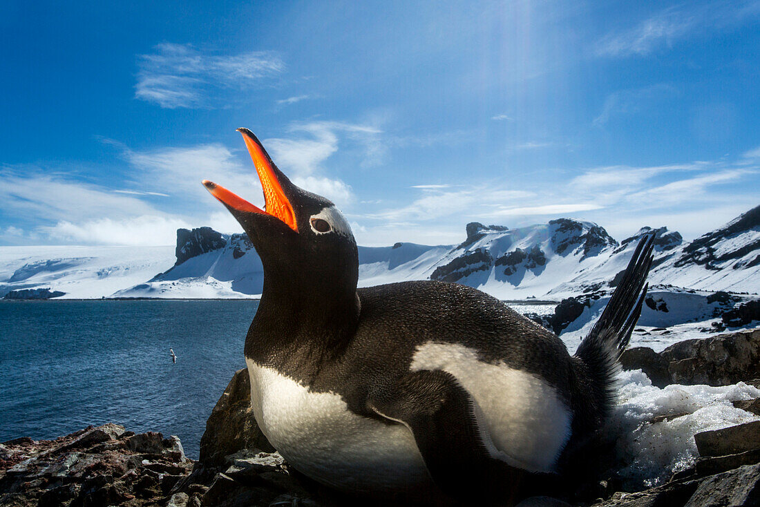 Antarctica, Livingstone Island, Flash illuminated portrait of Gentoo Penguin (Pygoscelis papua) on nest in South Shetland Islands