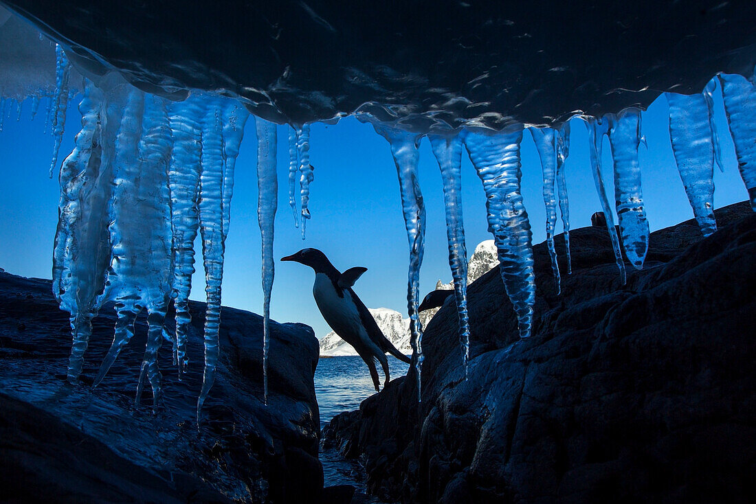 Antarctica, Petermann Island, Gentoo Penguin (Pygoscelis papua) leaping across rocks beneath wall of icicles along shoreline at sunset