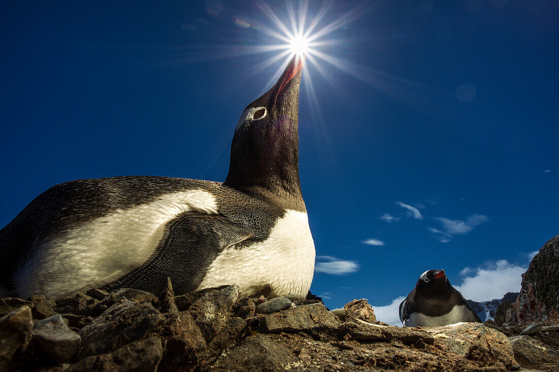 Antarctica, Livingstone Island, Flash illuminated portrait of Gentoo Penguin (Pygoscelis papua) in sunshine on nest in South Shetland Islands