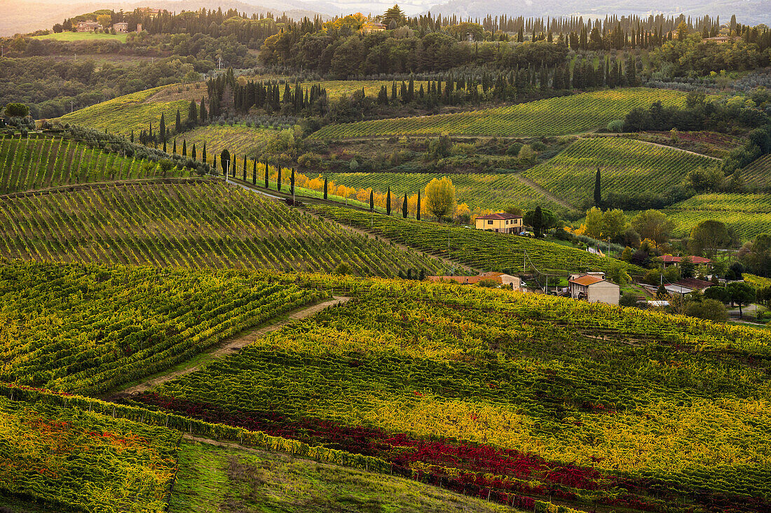 'Vineyard, near Ulignano; Tuscany, Italy'