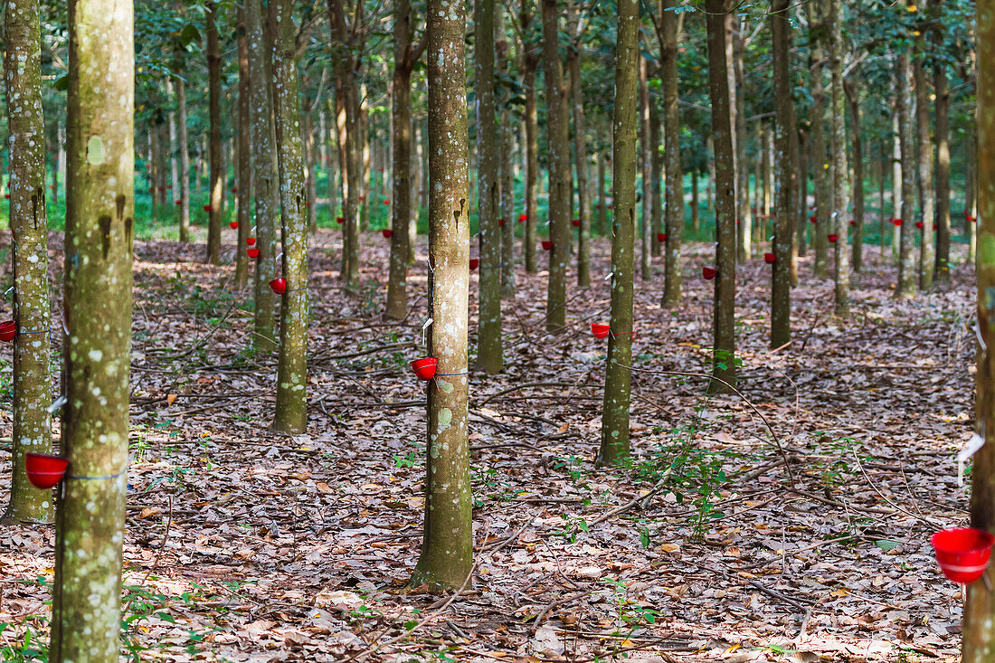 Rubber tree plantation, Simalungun, North Sumatra, Indonesia