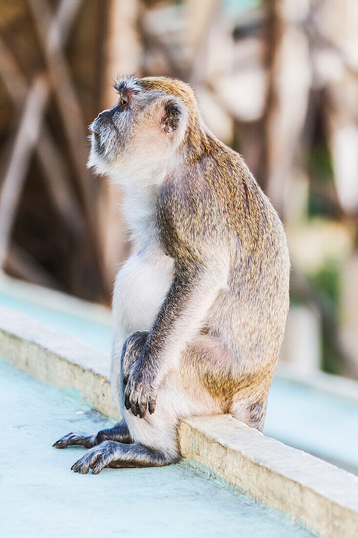 Crab-eating macaque or long-tailed macaque (Macaca fascicularis), Siuhan, Lake Toba, North Sumatra, Indonesia