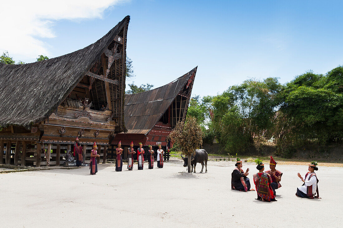 Toba Batak people performing a traditional Batak dance and water buffalo at Huta Bolon Museum in Simanindo village on Samosir Island, Lake Toba, North Sumatra, Indonesia