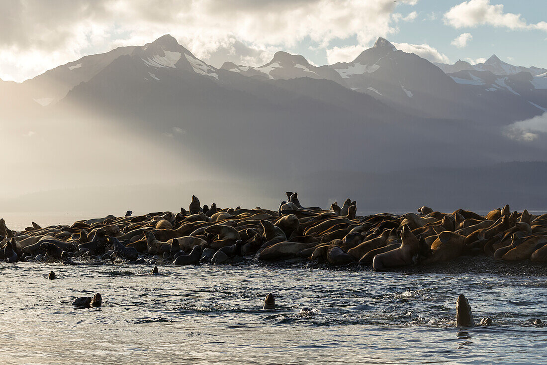 Sea lions basks in the last of the days light on a small island in Lynn Canal, Inside Passage, Alaska, near Juneau. The steep peaks of the Chilkat Mountains rise from the sea beyond.